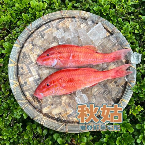 紅色魚種